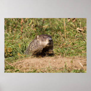 Póster Groundhog