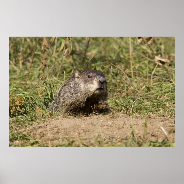 Póster Groundhog (Frente)