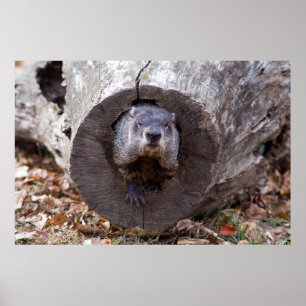 Póster Groundhog