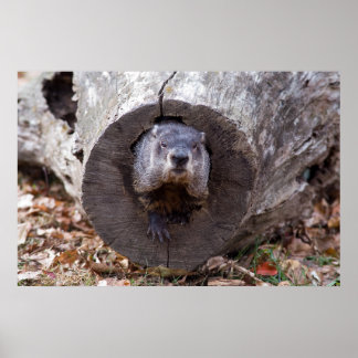 Póster Groundhog