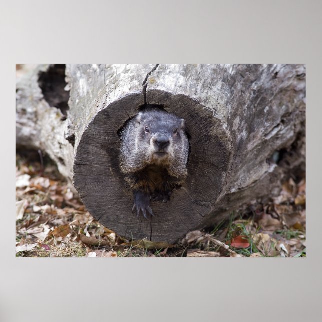 Póster Groundhog (Frente)