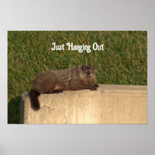 Póster Groundhog en un Poster de pared