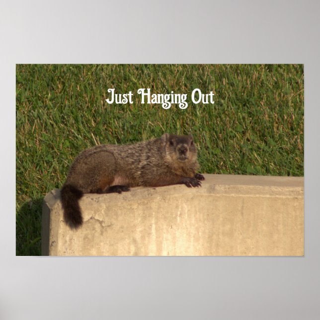 Póster Groundhog en un Poster de pared (Frente)