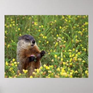 Póster Groundhog Pose