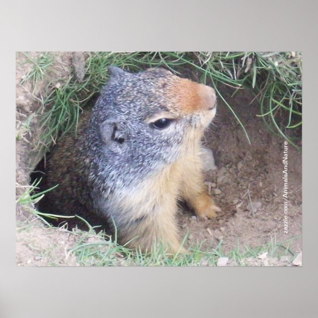 Póster Groundhog Poster (Frente)