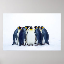 Póster Group of Penguins