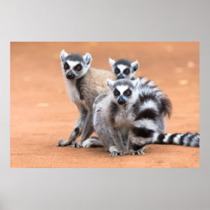 Póster Group of Ring-Tailed Lemurs