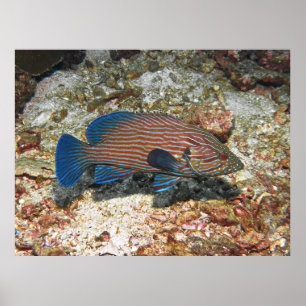 Póster Grouper de lino azul