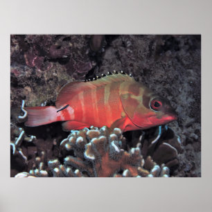 Póster Grouper de punta negra