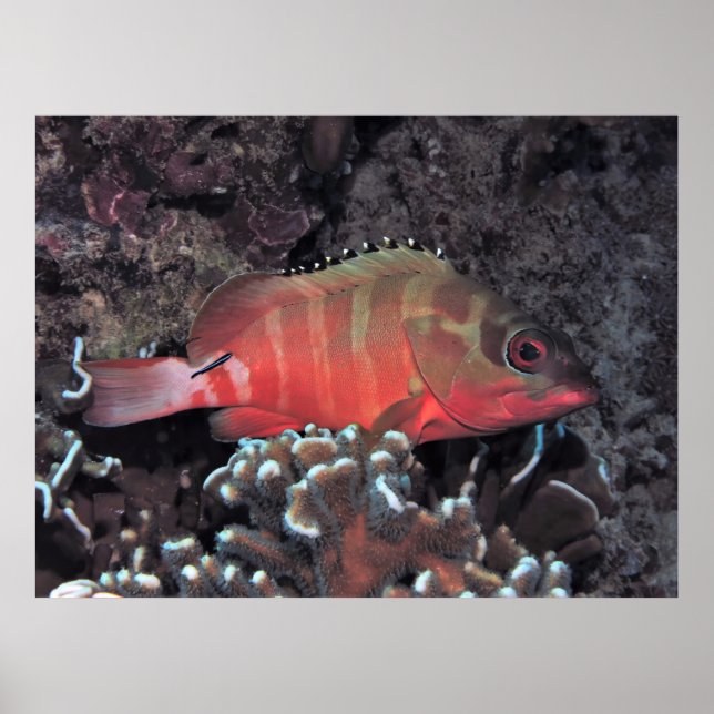Póster Grouper de punta negra (Frente)