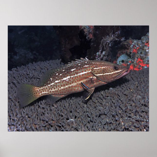 Póster Grouper delgado en el arrecife (Frente)