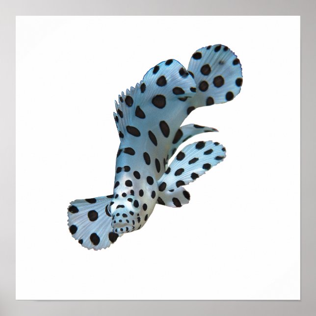 Póster Grouper - Diseño abstracto - Corte una foto | (Frente)