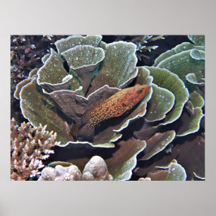 Póster Grouper en la lechuga