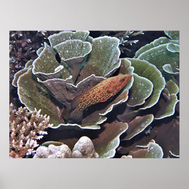 Póster Grouper en la lechuga (Frente)