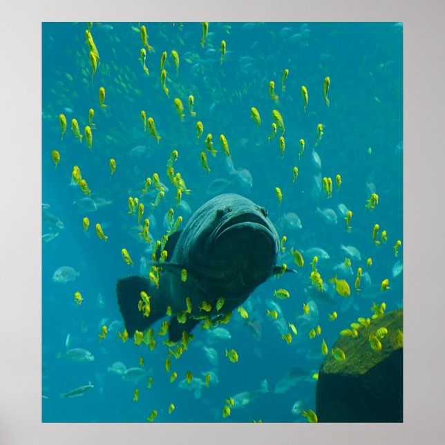 Póster Grouper Gigante Epinephelus Lanceolatus (Frente)