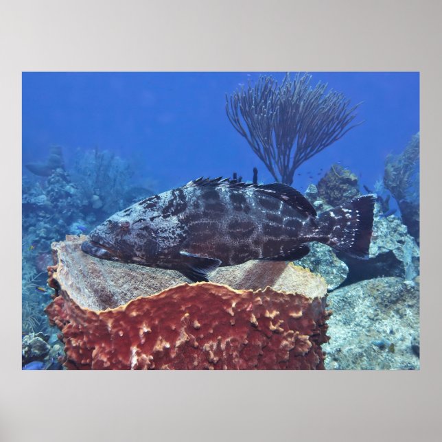 Póster Grouper negro en el arrecife (Frente)