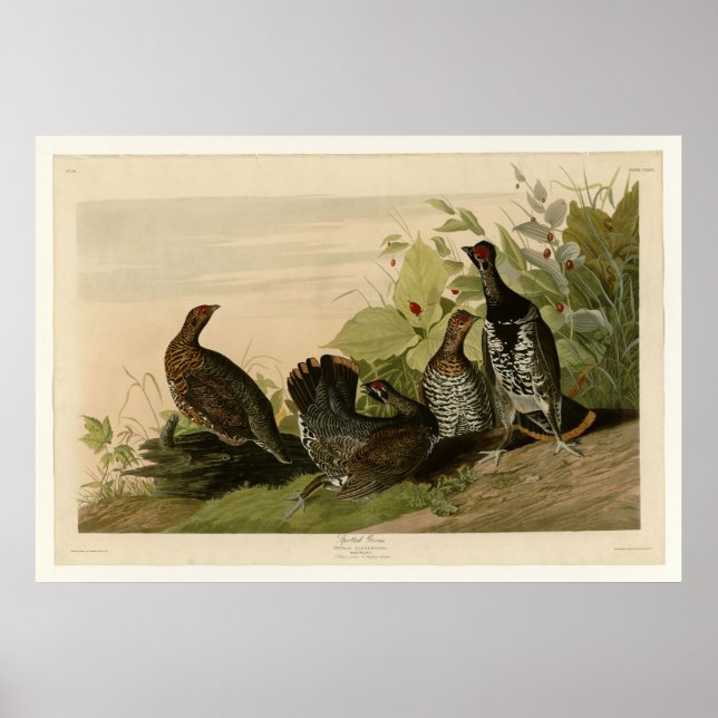 Póster Grous visto (Frente)