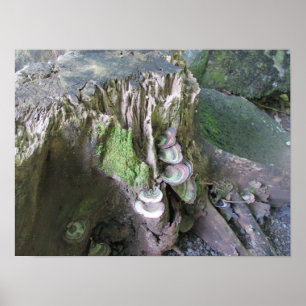 Póster Growth in Limahuli Gardens