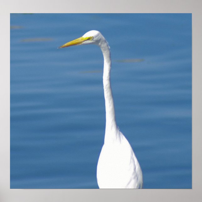 Póster Grúa blanca de Florida (Frente)