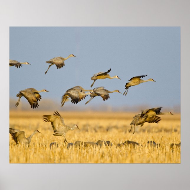 Póster Grúas de arenisca aterrizan en campos de maíz (Frente)