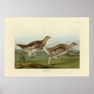 Póster Grueso de cola aguda - Los pájaros de los Estados 