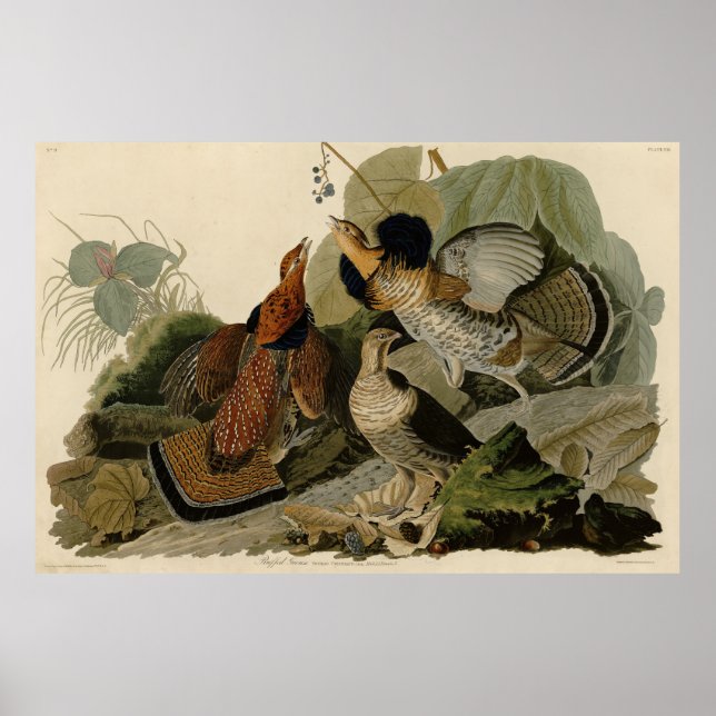 Póster Grueso espumoso - de los pájaros de los Estados Un (Frente)