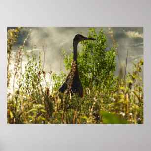 Póster Grulla Canadiense en Moose Ponds en Grand Teton