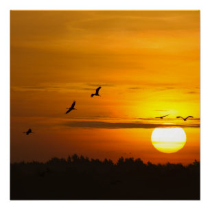 Póster Grullas al amanecer