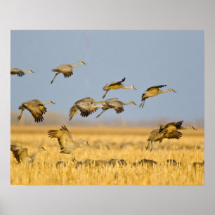 Póster Grullas canadienses aterrizan en campos de maíz