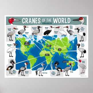 Póster Grullas del Mundo