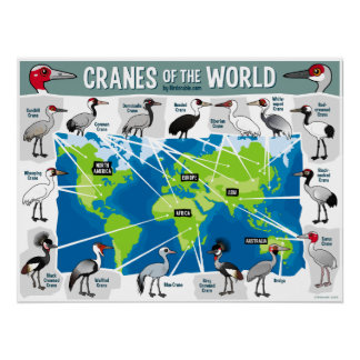 Póster Grullas del Mundo