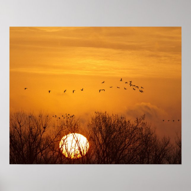 Póster Grullas silueteadas contra el sol naciente (Frente)
