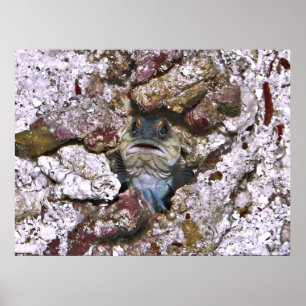 Póster Grumpy Jawfish