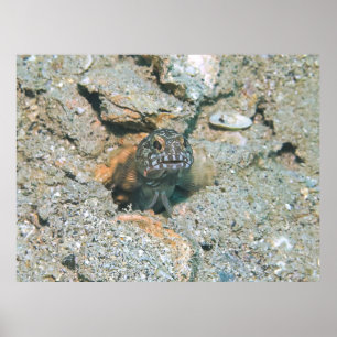 Póster Grumpy Jawfish