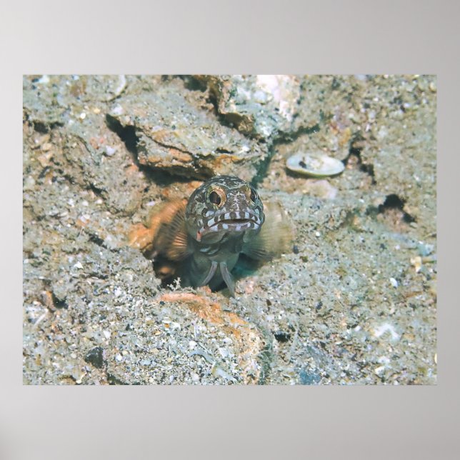 Póster Grumpy Jawfish (Frente)