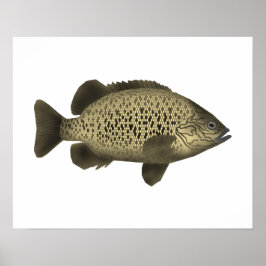 Póster Grunter de carbón