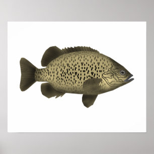 Póster Grunter de carbón
