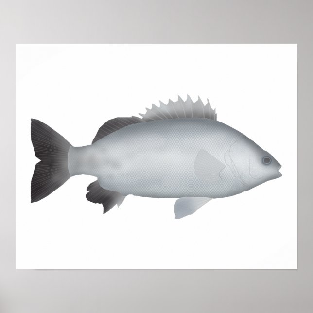 Póster Grunter de galés (Frente)