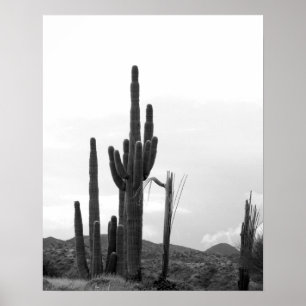 Póster Grupo Blanco y Negro de Cactus Saguaro en la colin