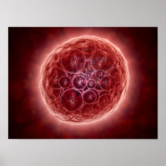 Póster Grupo De Blastomeres Formando Una Morula (Frente)