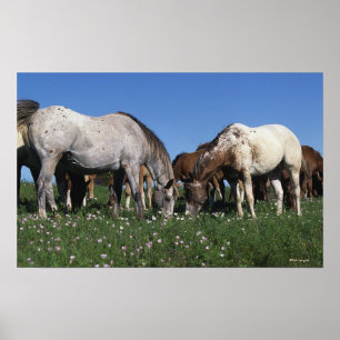 Póster Grupo de Caballos Appaloosa