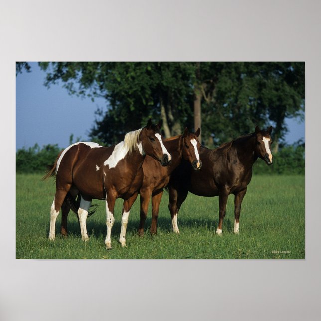 Póster Grupo de Caballos de Pintado Permanente (Frente)
