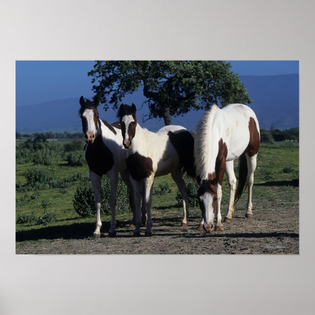 Póster Grupo de Caballos Pintados (Frente)