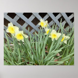 Póster Grupo de Daffodils
