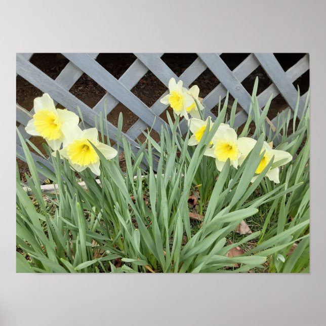 Póster Grupo de Daffodils (Frente)