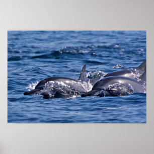 Póster Grupo de delfines mulares