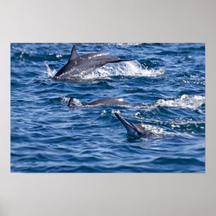 Póster Grupo de delfines nariz de botella - Omán