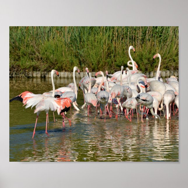 Póster Grupo de flamencos de Camargue (Frente)
