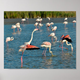 Póster Grupo de flamencos en la tarjeta postal navideña C