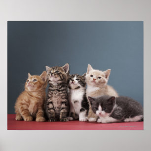 Póster Grupo de gatitos